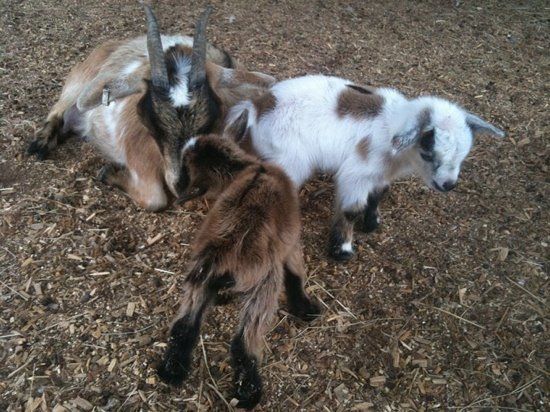 Living Treasures Animal Park